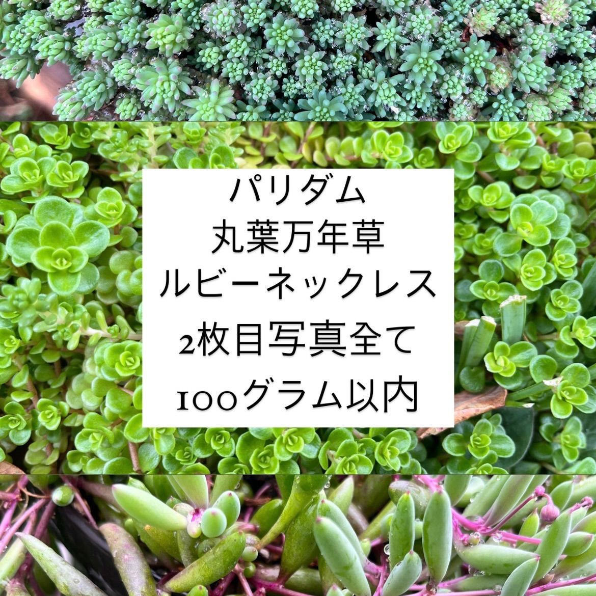 多肉植物カット苗〜ルビーネックレス，パリダム，丸葉万年草 - みー