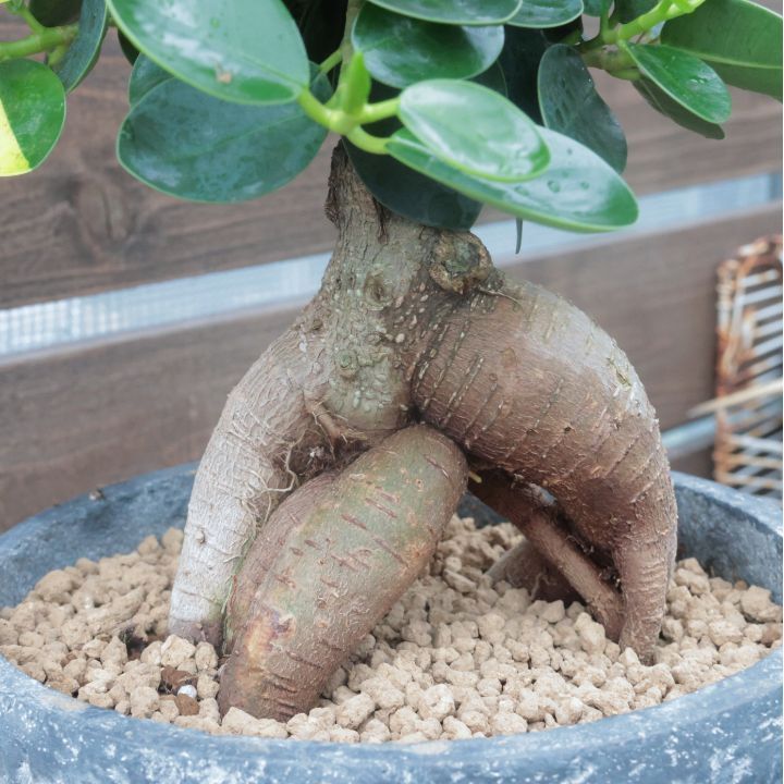 パンダガジュマル 斑入り カット苗 パンダガジュマル 斑入り カット苗（パンダガジュマル 斑入り 痒）