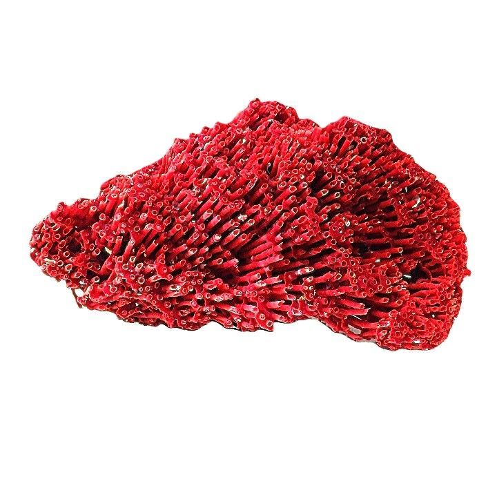 珊瑚礁 サンゴ礁 珊瑚 サンゴ パイプオルガン珊瑚 管珊瑚 赤珊瑚