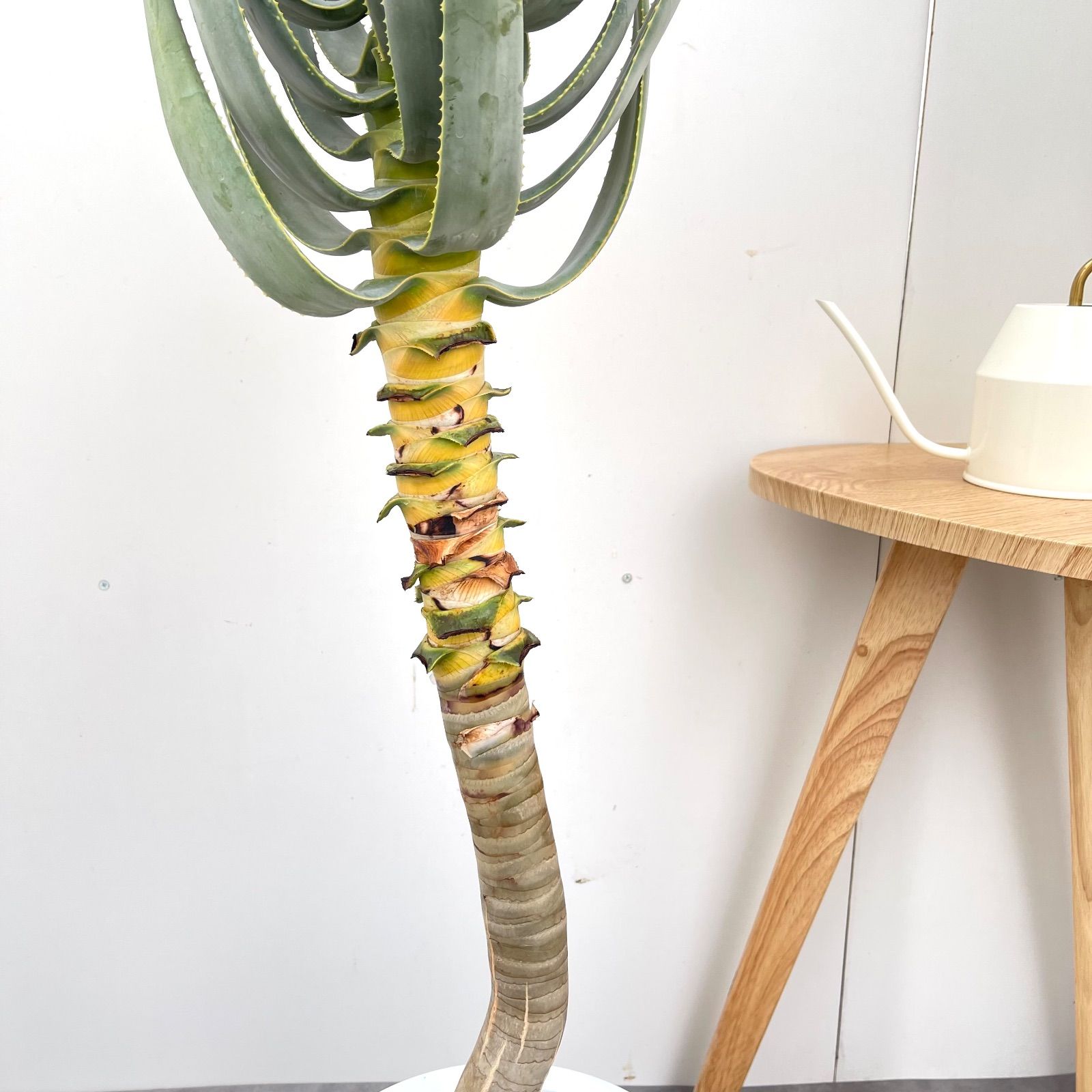 アロエ デコトマ