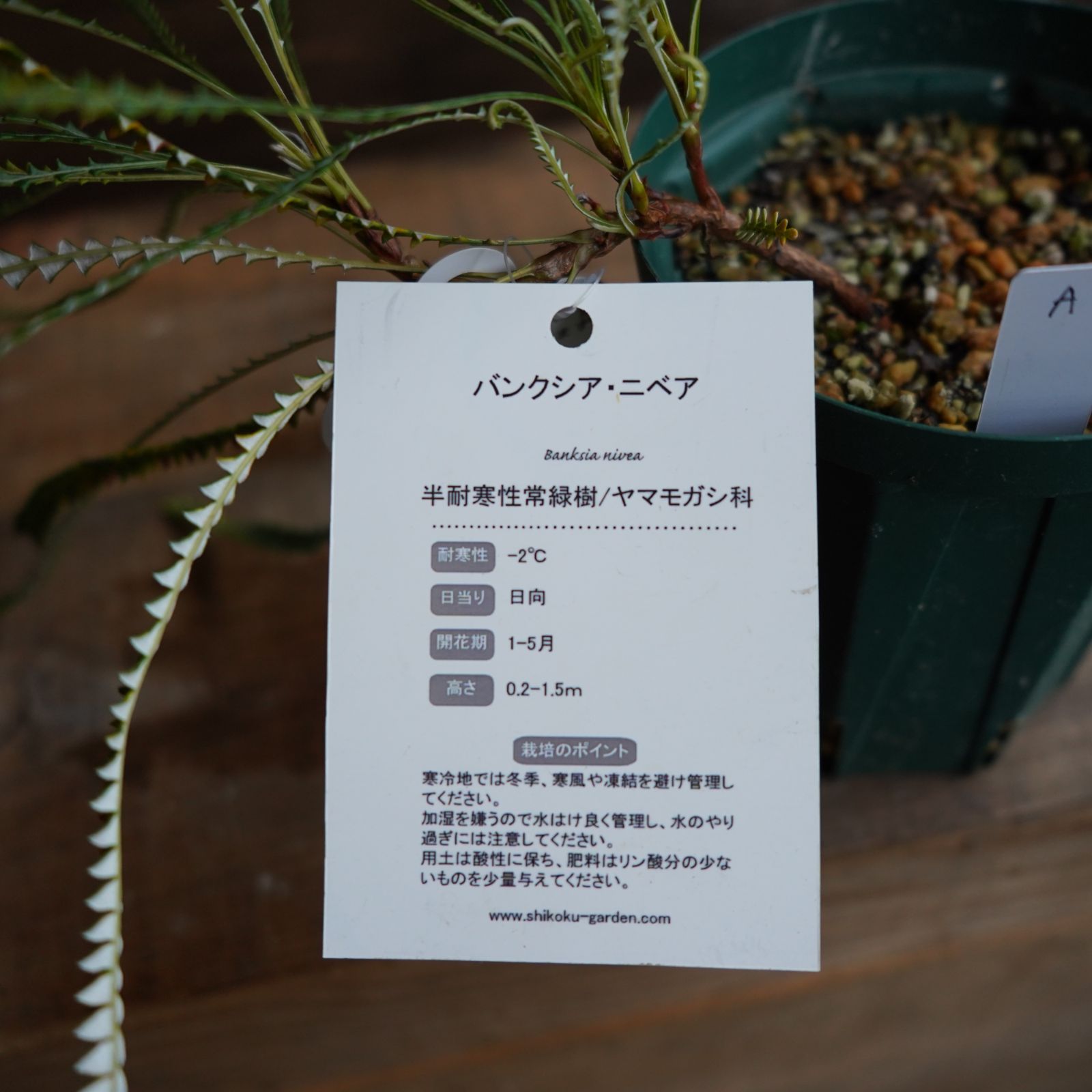 バンクシア ”ニベア” 4号 B オージープランツ 現物発送 - メルカリ