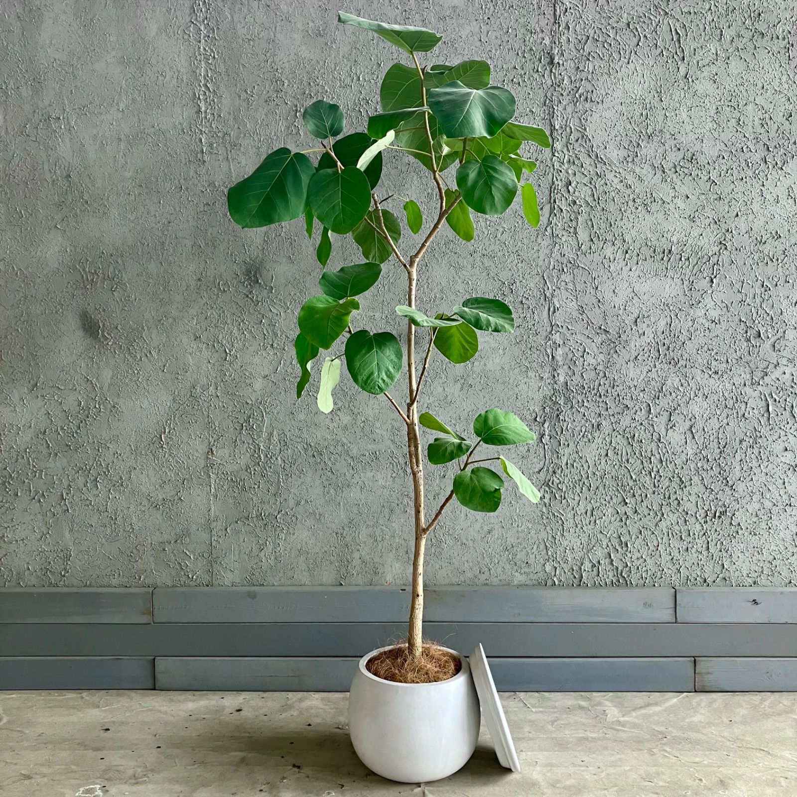 希少 フィカス アウリクラタ エベレスト 登録品種 観葉植物