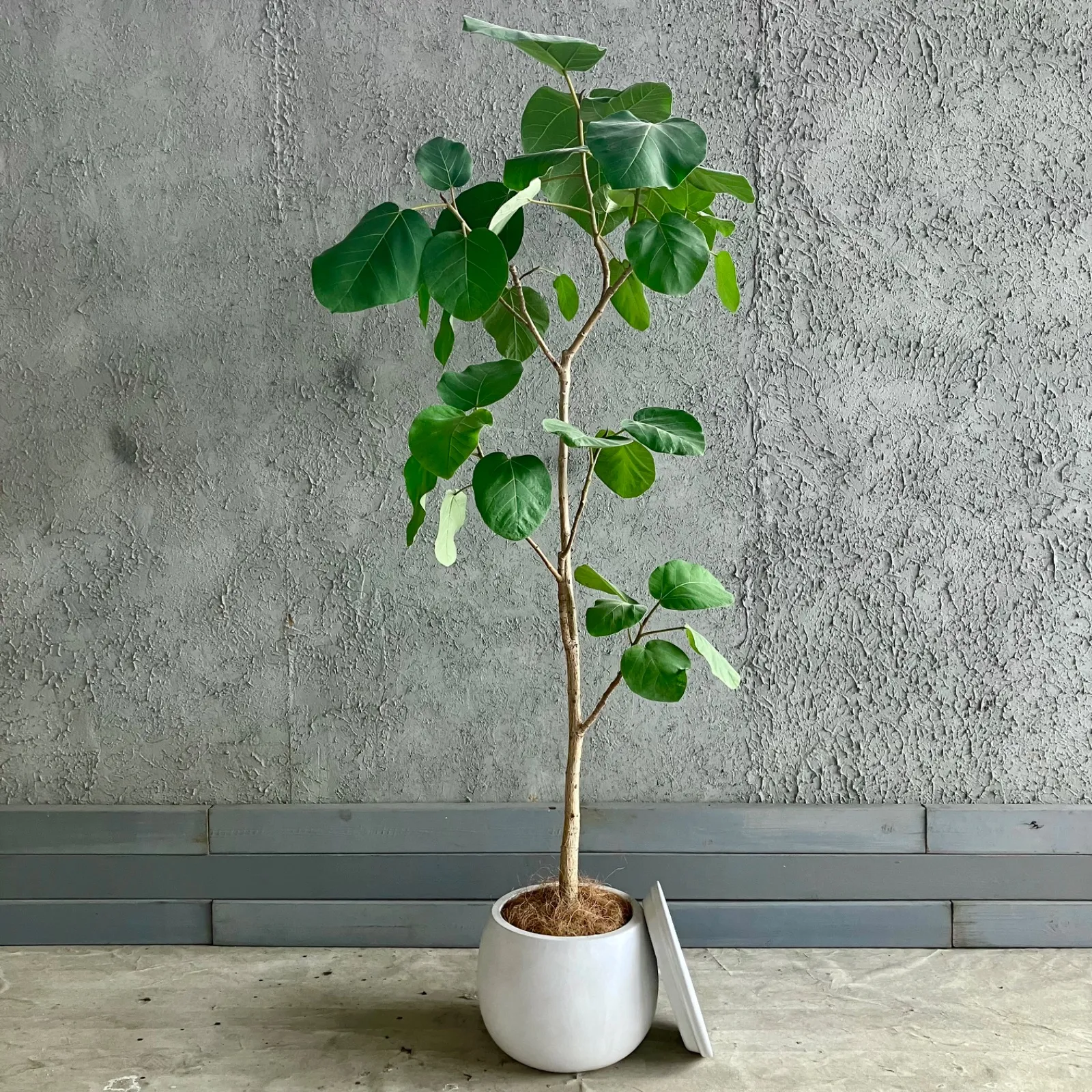 2025年最新】フィカス エベレストの人気アイテム - メルカリ