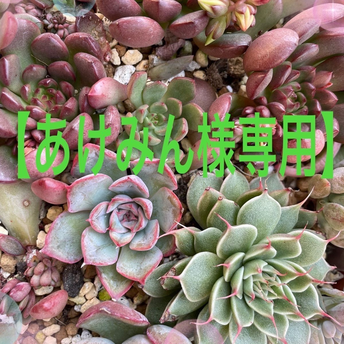 あけみん様専用】多肉植物＊抜き苗 - green_taniku ☆同梱割有り