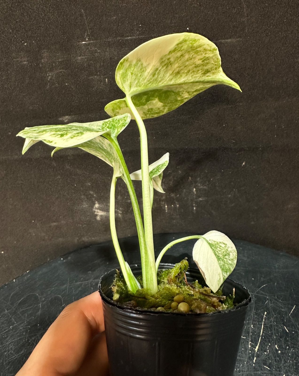 Monstera Deliciosa 'LEGACY' モンステラ デリシオーサ レガシー