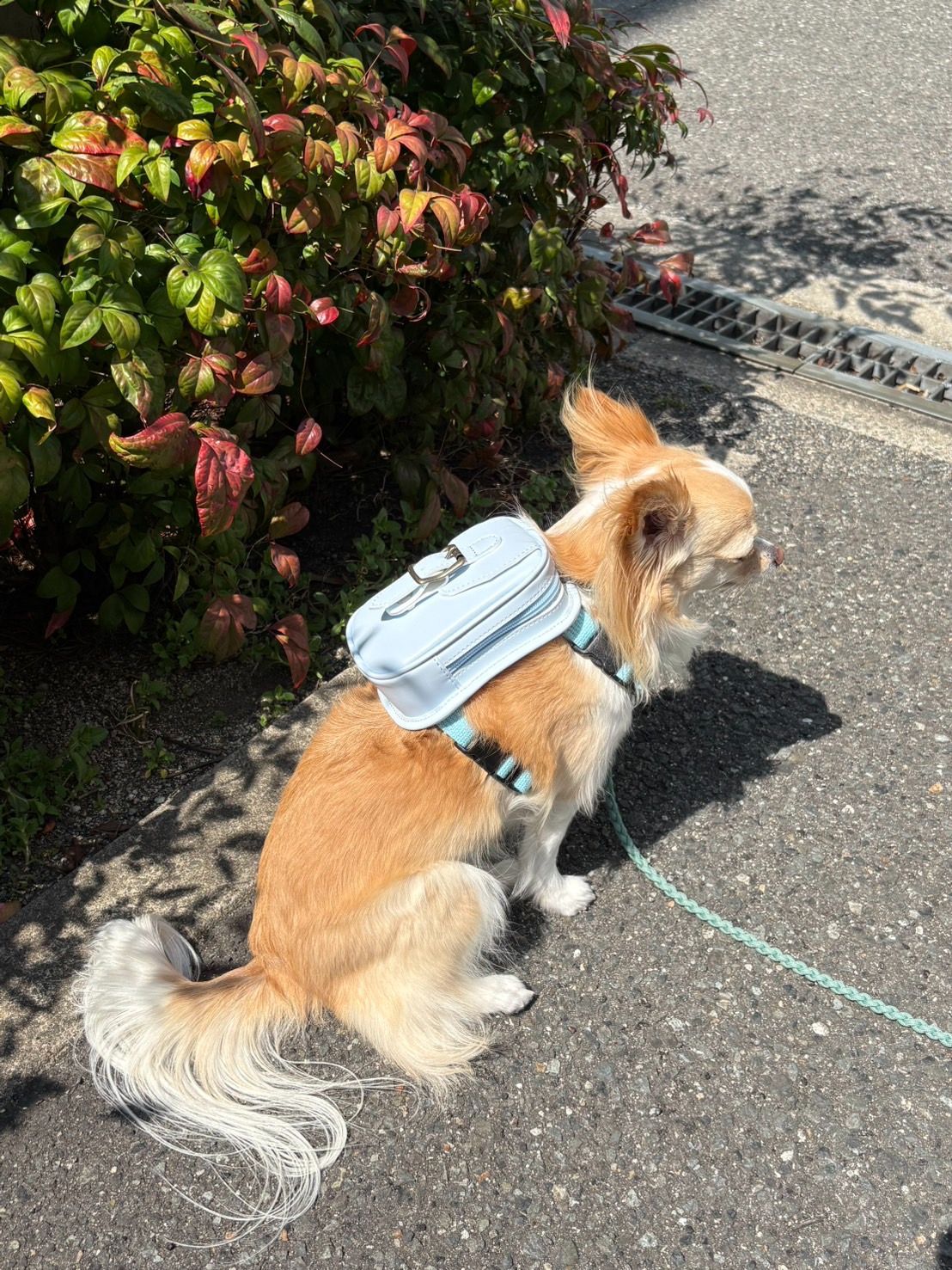 高木商店 高級缶詰42品セット 国産寒さば、寒いわし、くじら缶