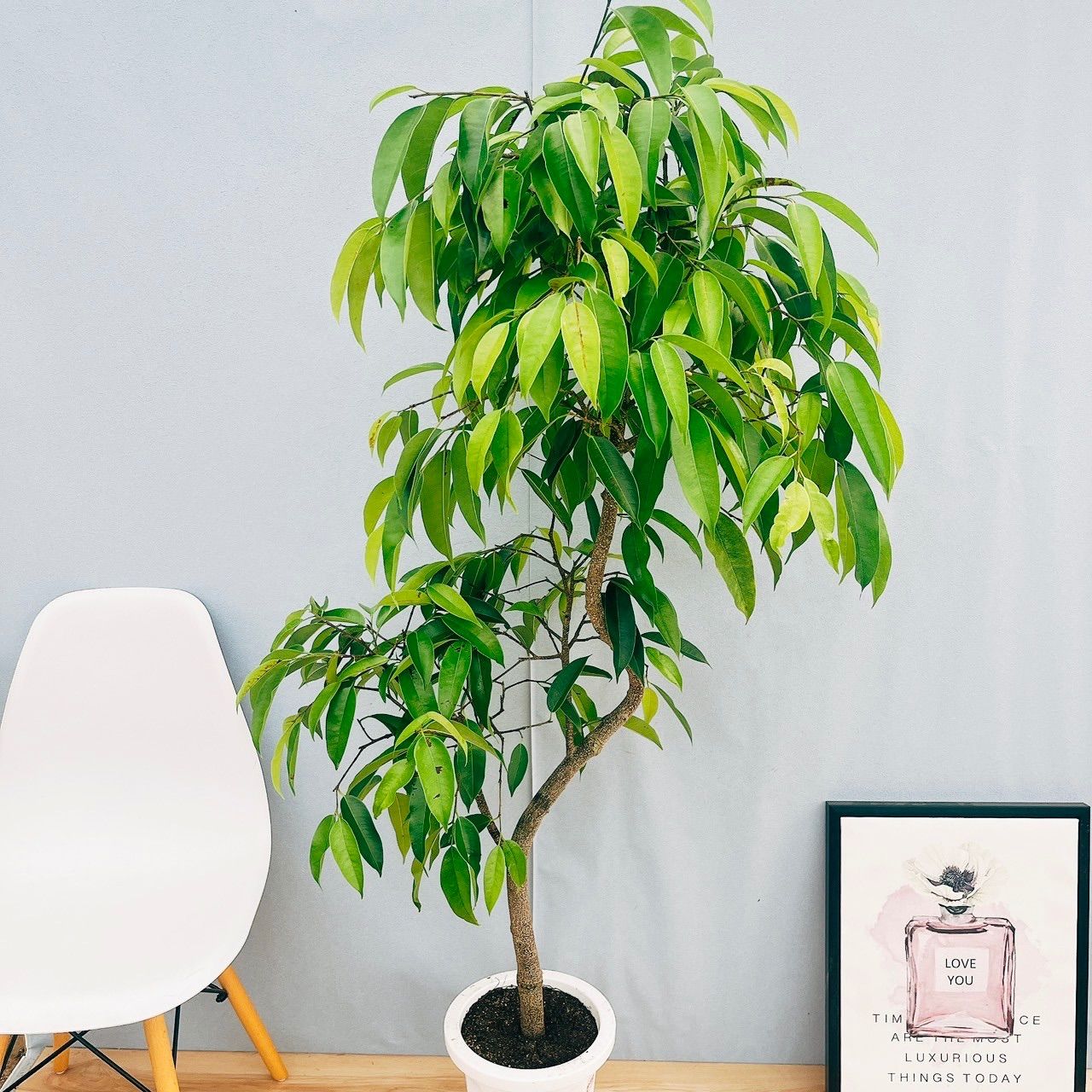 フィカス　アムステルダムキング　 曲がり ゴムの木　観葉植物　シンボルツリー 61dpNZ4uzkL.jpg_BO30,255,255,