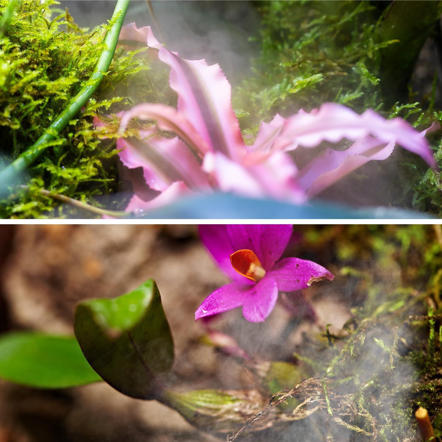  爬虫類 加湿器 テラリウム 自動霧化器 4 L 調節 デジタルタイマー付噴霧器 スマート タッチパネル式 フォグマシン 両生類 植物用噴霧システム その他 爬虫類 両生類用品