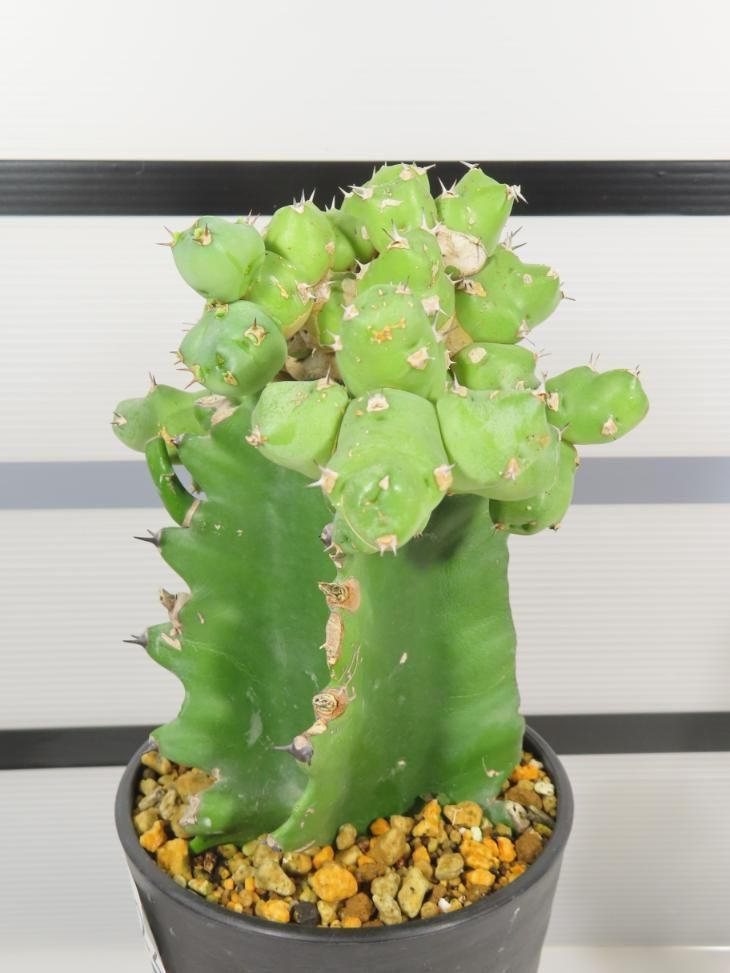 8122 「多肉植物Q】ユーフォルビア クリビコラ 接ぎ木【発根・美株・Euphorbia clivicola・購入でパキプス種子プレゼント】