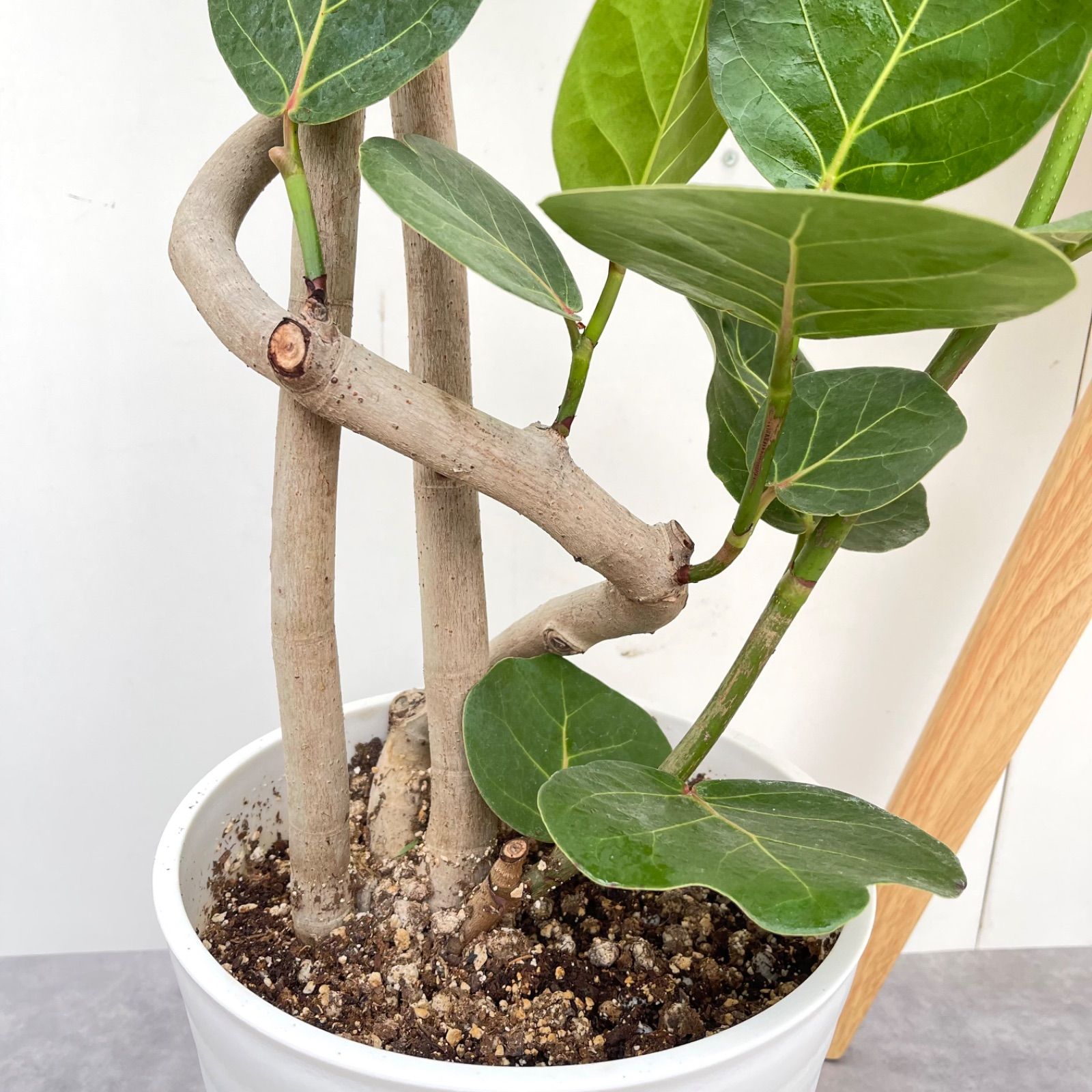シーグレープ　曲がり　6【現品】観葉植物　大型 シーグレープ 曲がり 6【現品】観葉植物 大型 - メルカリ