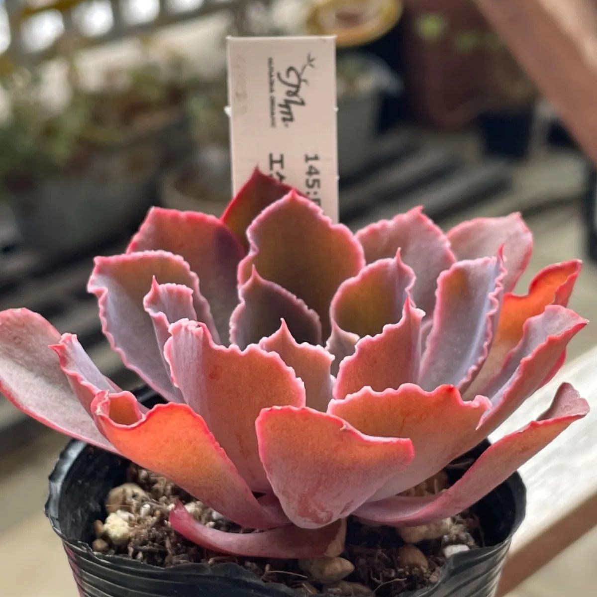 パープルダンス❣️札付き❗️多肉植物 抜き苗 - メルカリ