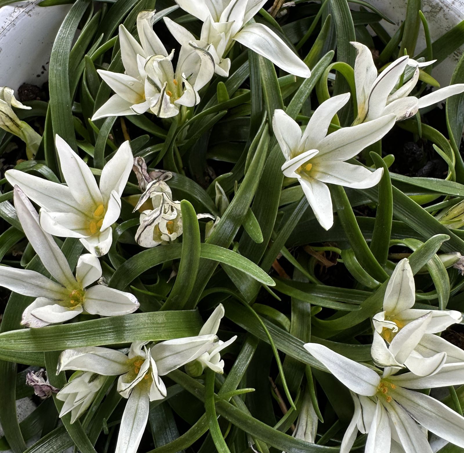 バオバブ アダンソニアディキタータ 大株 希少 ※現在休眠中 落葉して