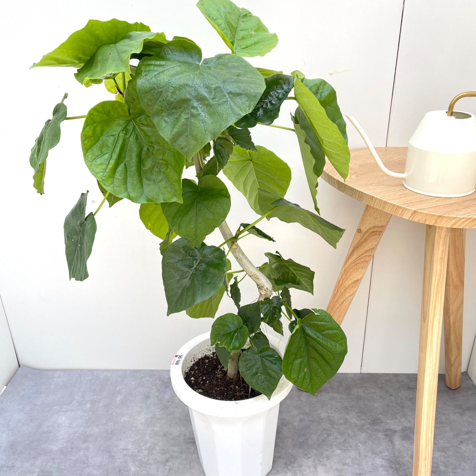 フィカス ウンベラータ 曲がり 3 現品 観葉植物 室内 大型