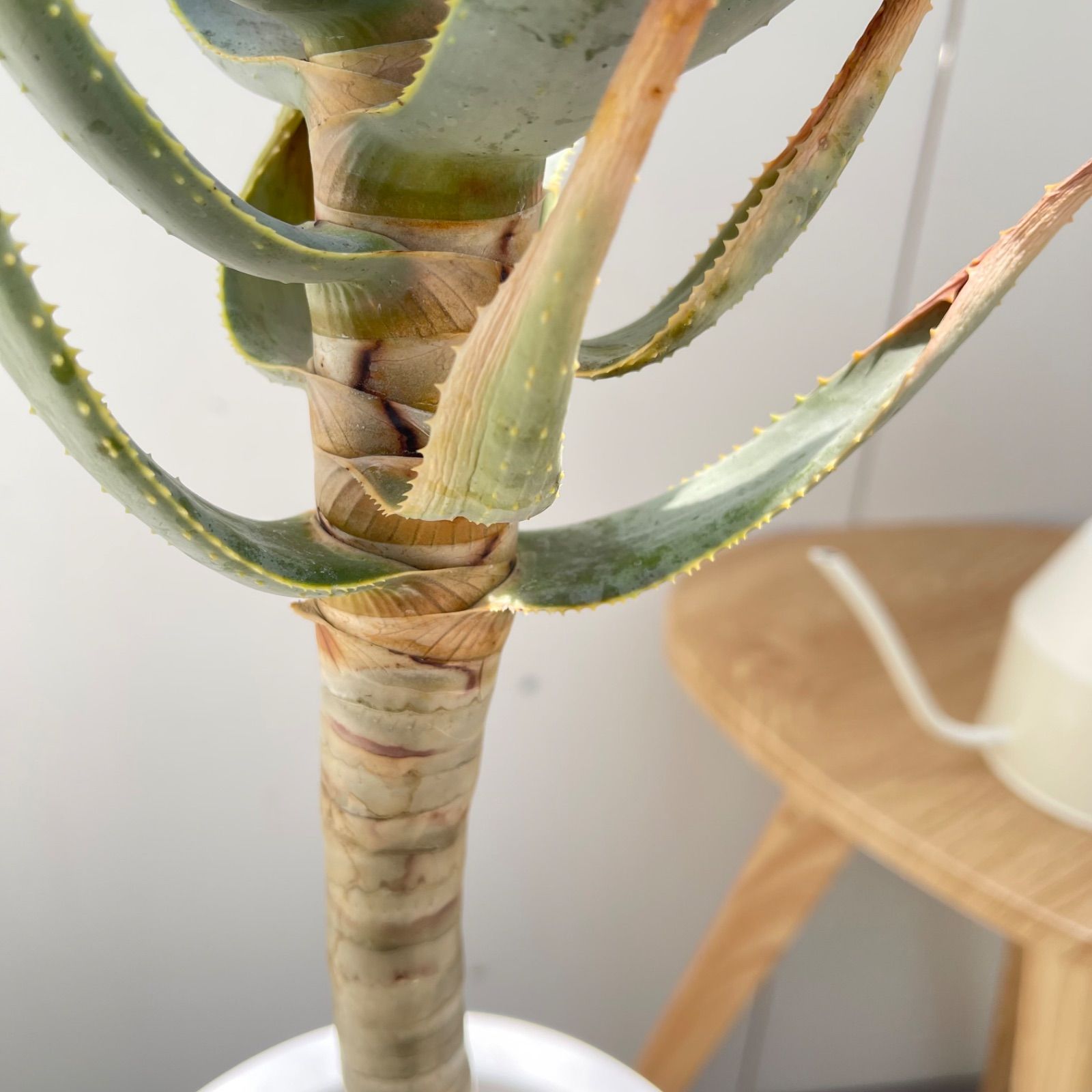 【現品】アロエ・ディコトマ（アロエ・デコトマ）10号　T9番 現品】アロエ・ディコトマ（アロエ・デコトマ）10号 T9番 - メルカリ