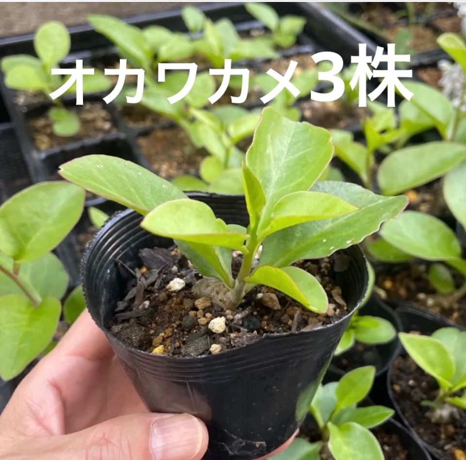 ①「 おかわかめ 」の 苗 ３株【 野菜 苗 】 オカワカメ 雲南百薬