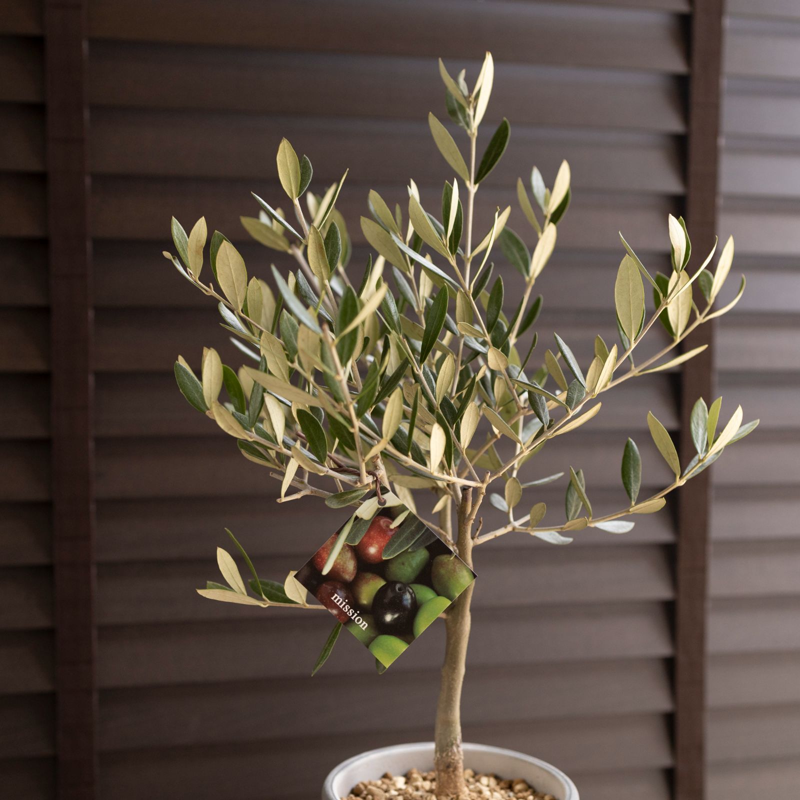創樹 オリーブ 7号 ミッション 盆栽 SOUJU Mission Olive オリーブの木