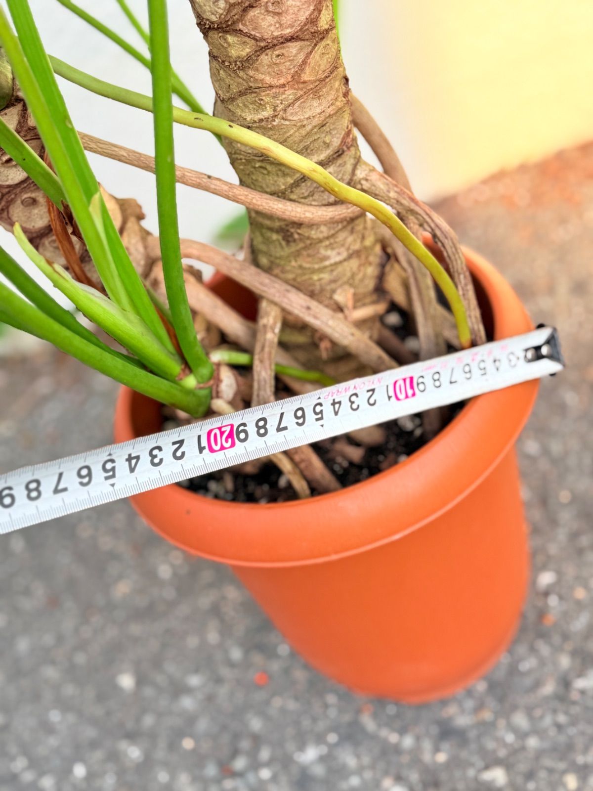 フィロデンドロン