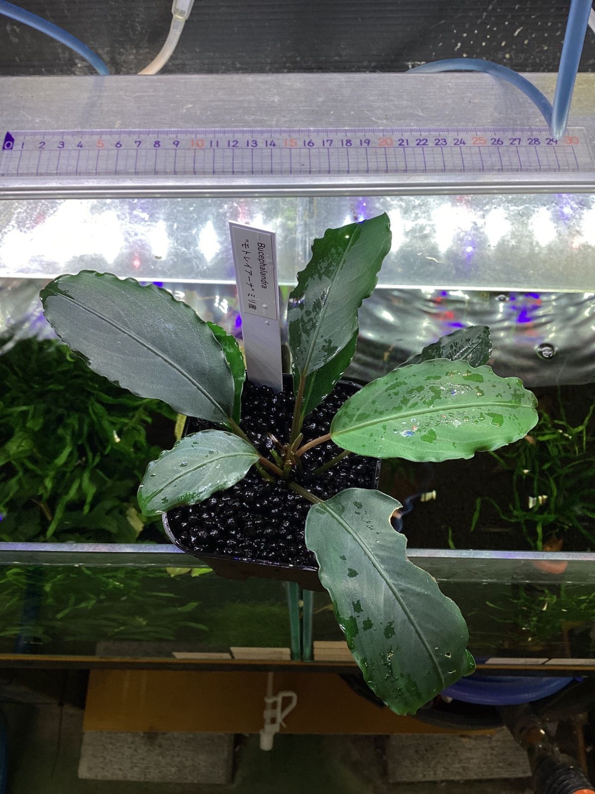 ブセファランドラ モトレイアーナ ミリ産 良株 Bucephalandra