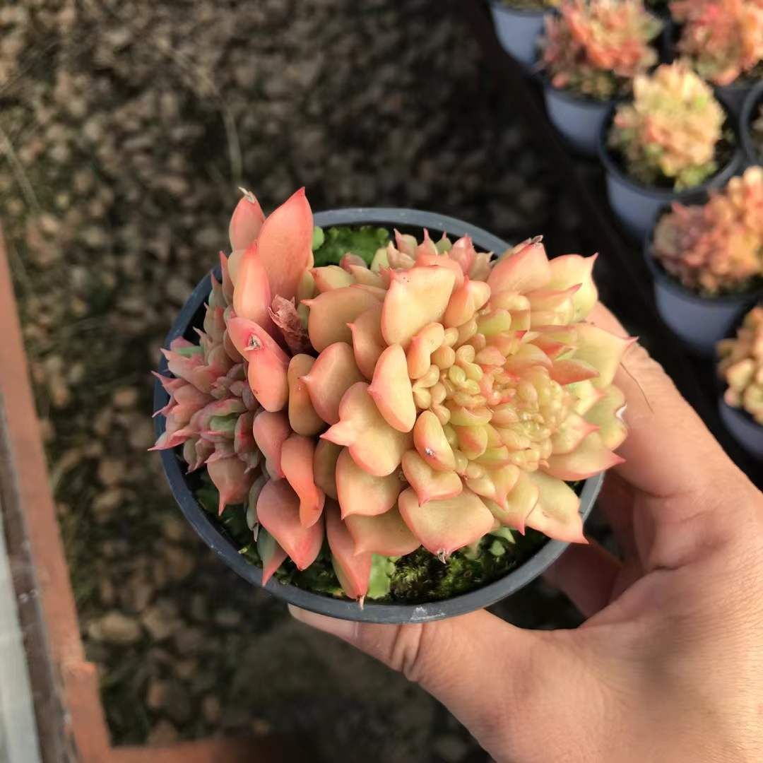 SKL1220×36 テスラ 抜き苗 多肉植物 アエオニウム エケベリア 韓国苗