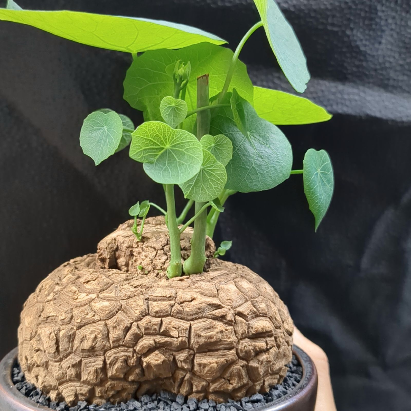 ステファニア　スベローサ　良形　鉢ごと発送 ステファニア スベローサ 【現品】鉢のまま発送 A