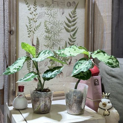 観葉植物 アグラオネマ ピクタム トリカラ－ブラック 2.5号透明ポット