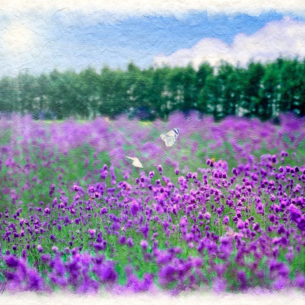 和紙の絵写真 「ラベンダー畑のモンシロチョウ」 立体額縁付き 38x27cm