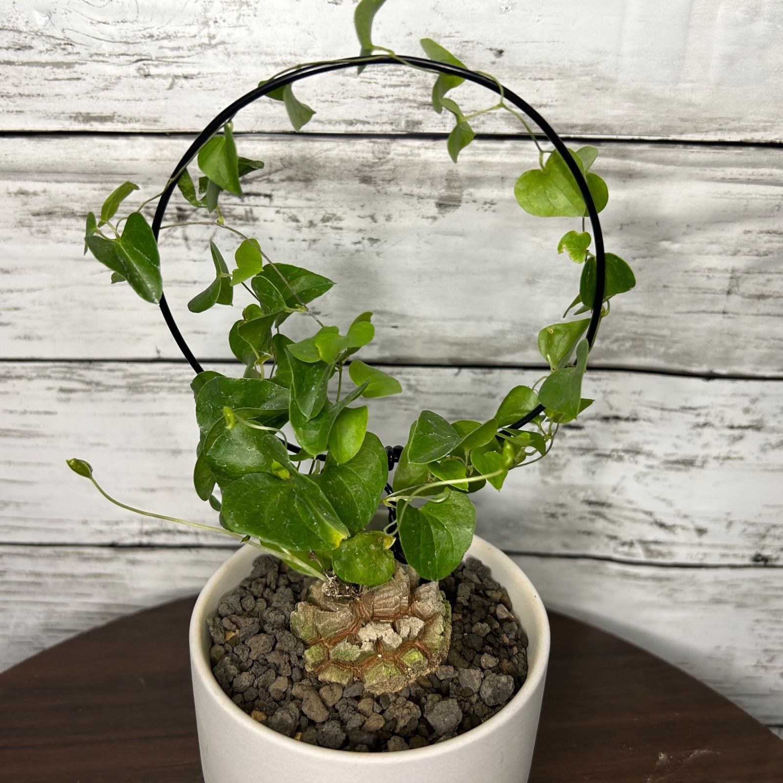 約4.5cm 3号鉢入り亀甲竜 バキバキ割れ ディオスコレア 塊根植物