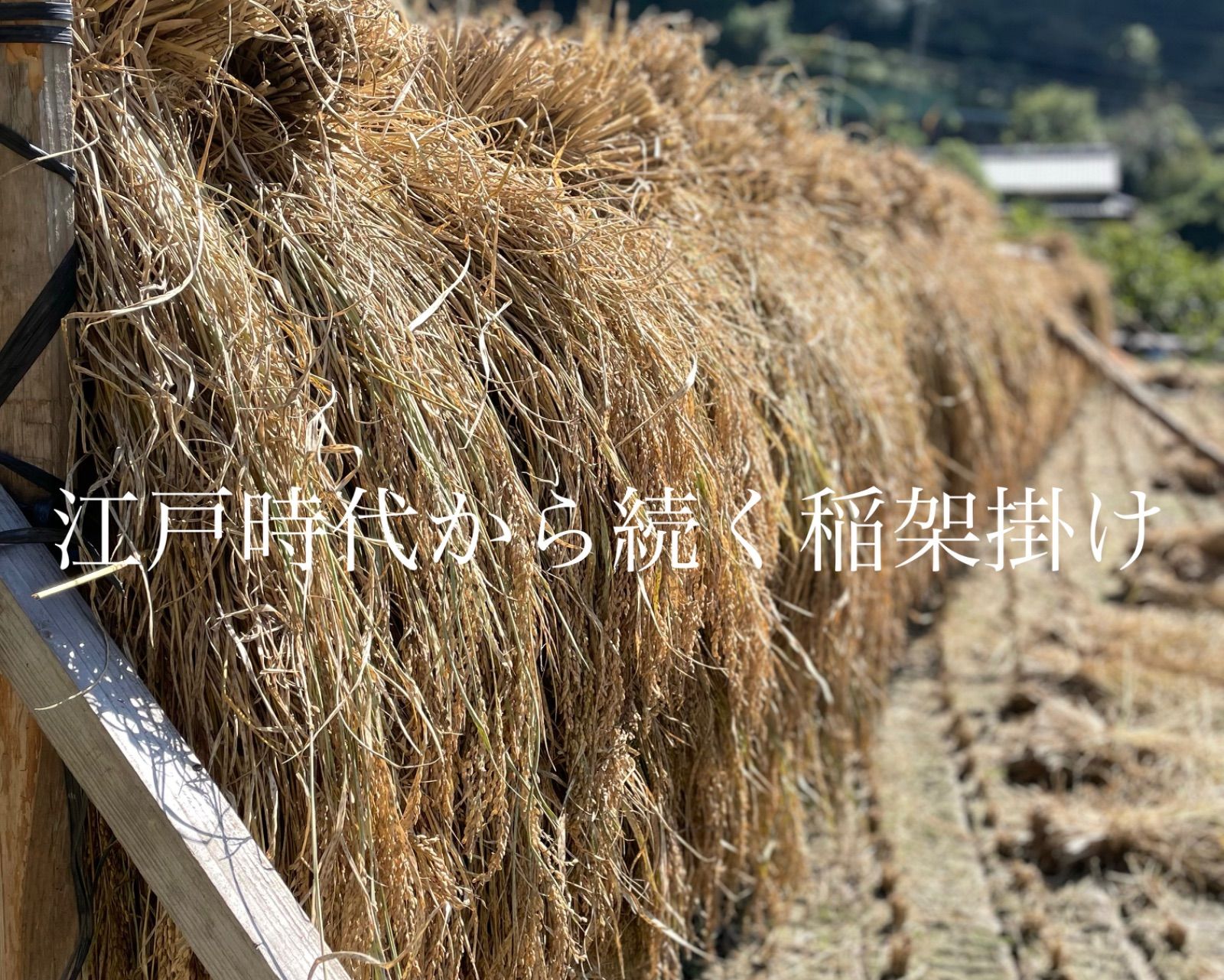 名入れ無料】 自然栽培 農薬化学肥料不使用 R4年度米 愛媛県産