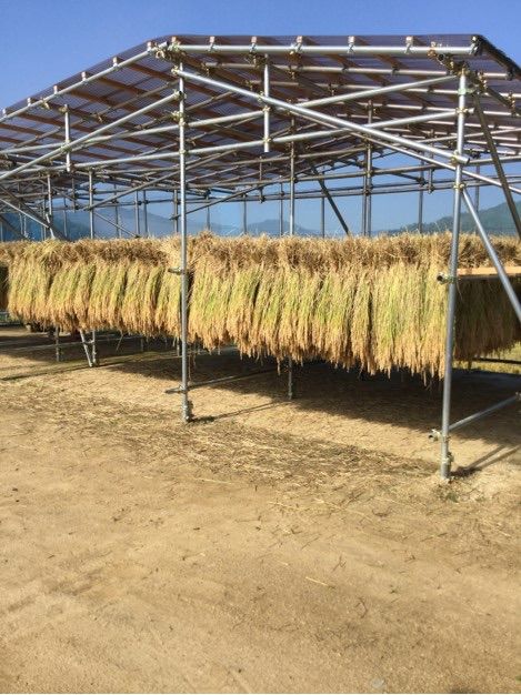 値段交渉承れます 令和7年福島県産1等新米コシヒカリ10kg精米 格安通販サイト。