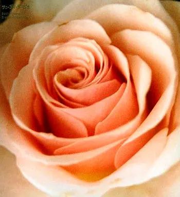 中古】邦楽CD サニーデイ・サービス / Best Flower -B side