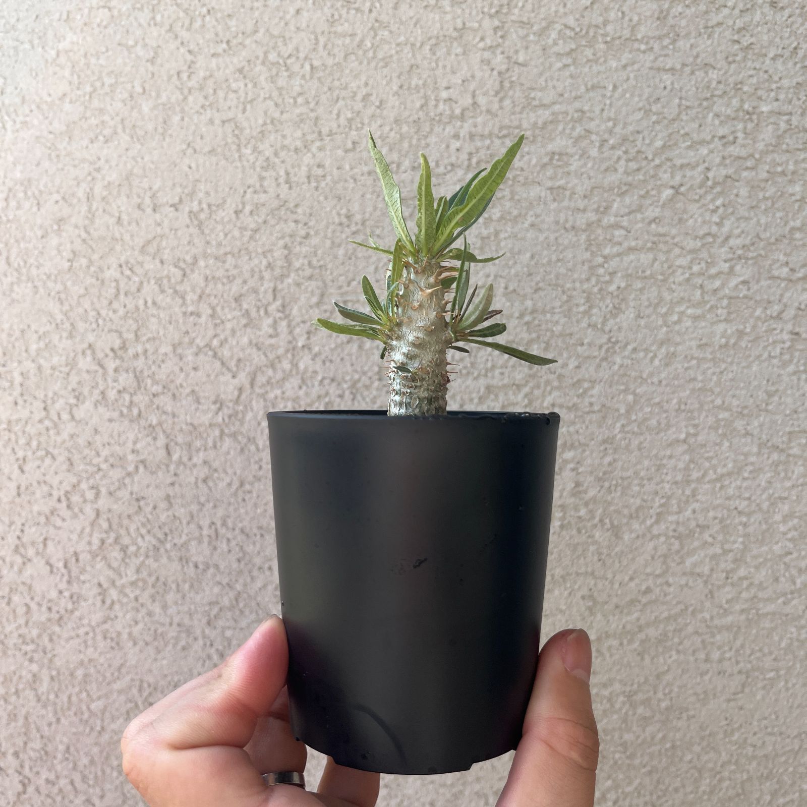パキポディウム・グラキリス 実生株2年｜Pachypodium rosulatum