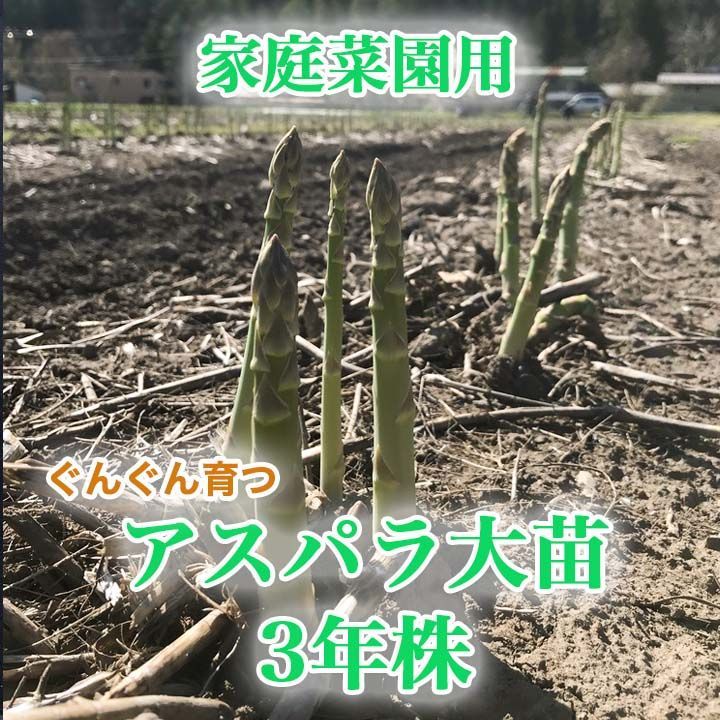 岩手県産】アスパラ 苗 大株 3年株 2〜3株 説明書付 - メルカリ