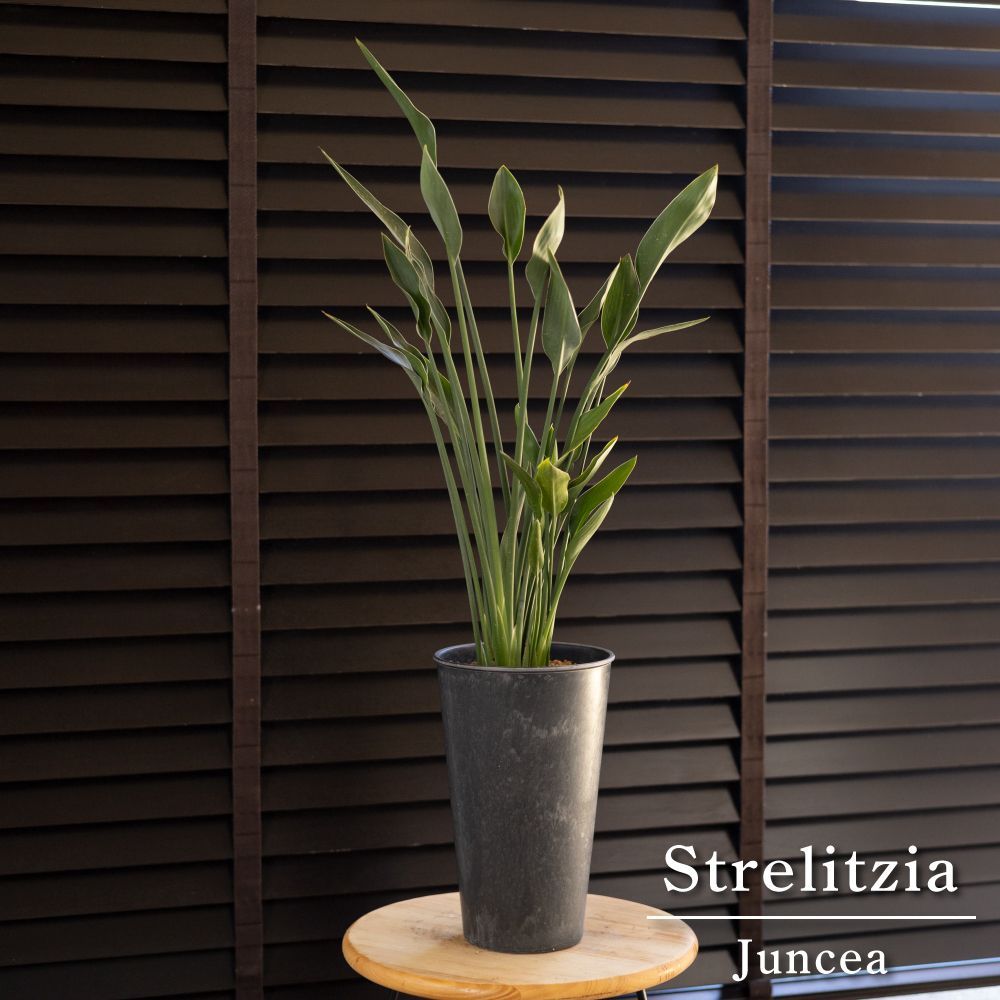 ストレリチア ユンケア ノンリーフ ロングポット オーガスタ 観葉植物 