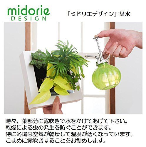 本物