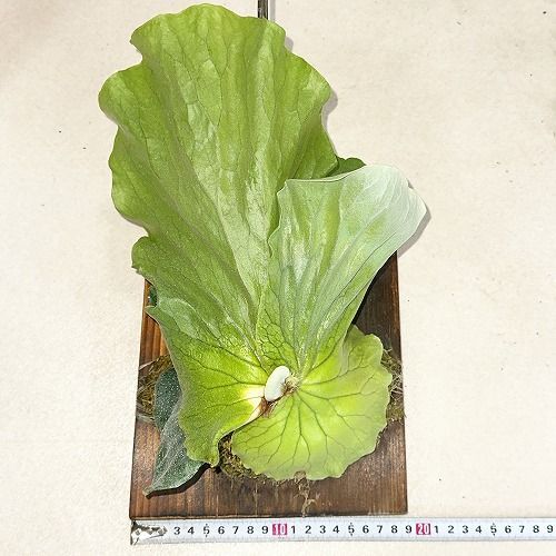 観葉植物 コウモリラン(ビカクシダ) アンゴレンセ (エレファントティス