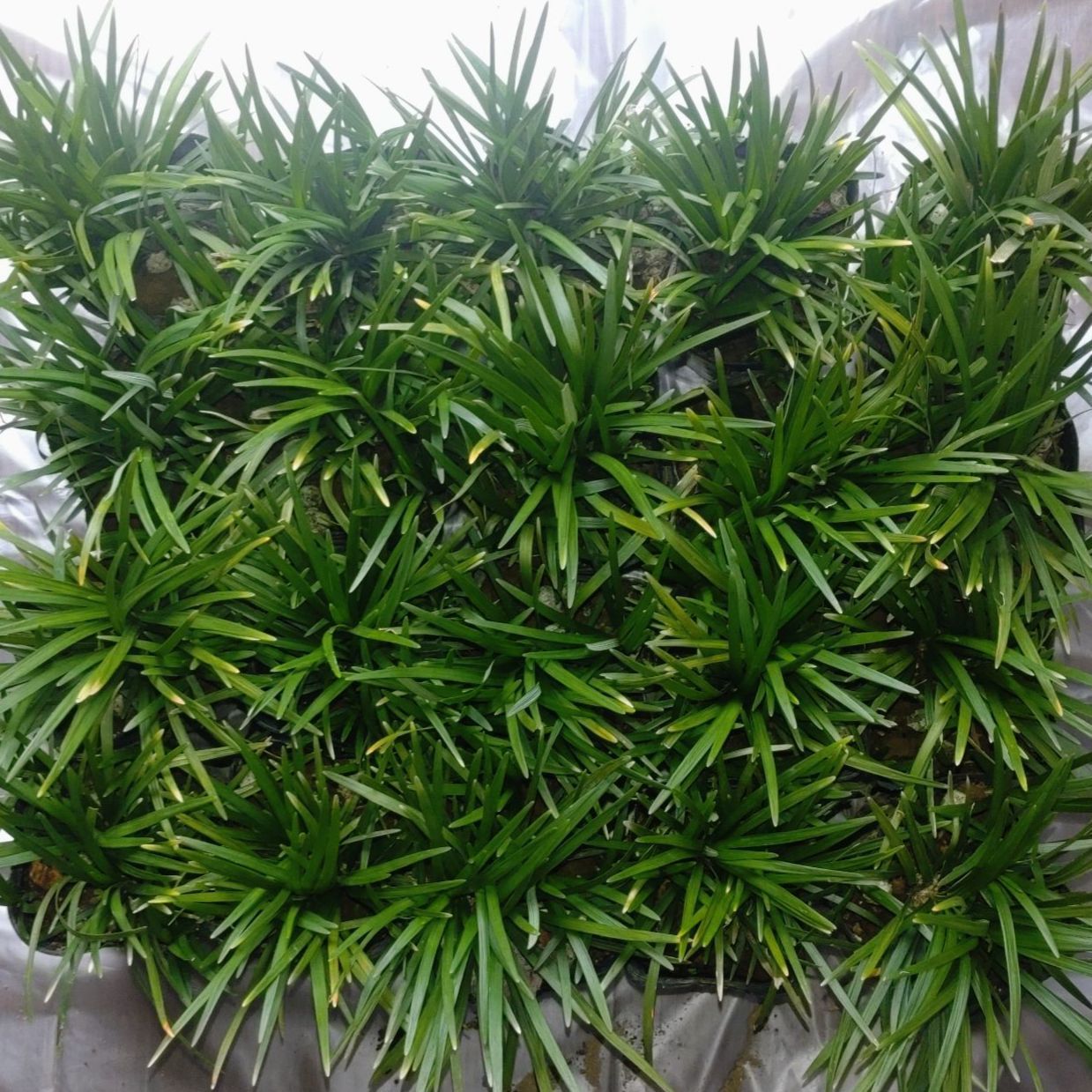 2025年度 造園業者生産 玉竜(タマリュウ) 20ポット(約200株