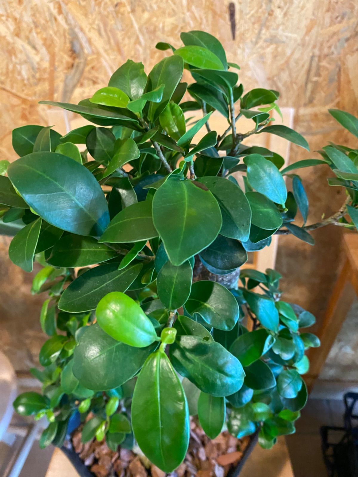 黒艶❗️フィカスバーガンディ⭐️朴タイプ⭐️3本立ち 観葉植物 黒艶