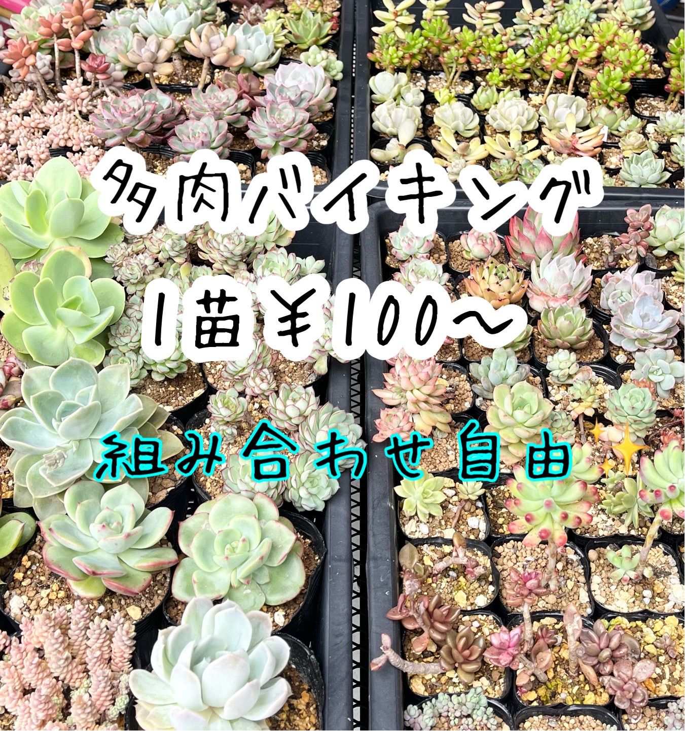 多肉バイキング 組み合わせ自由✨ 抜き苗 韓国苗あり② - メルカリ