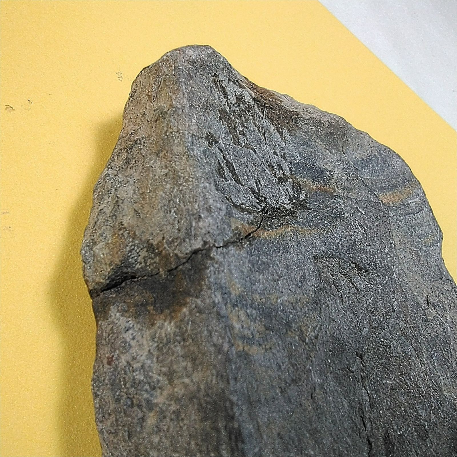 モロッコ産ウミユリ化石】 - メルカリ