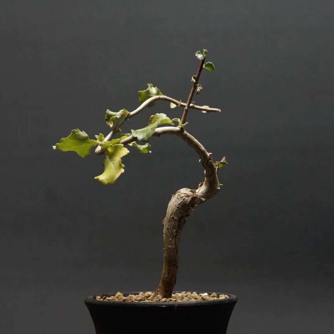 Commiphora wightii