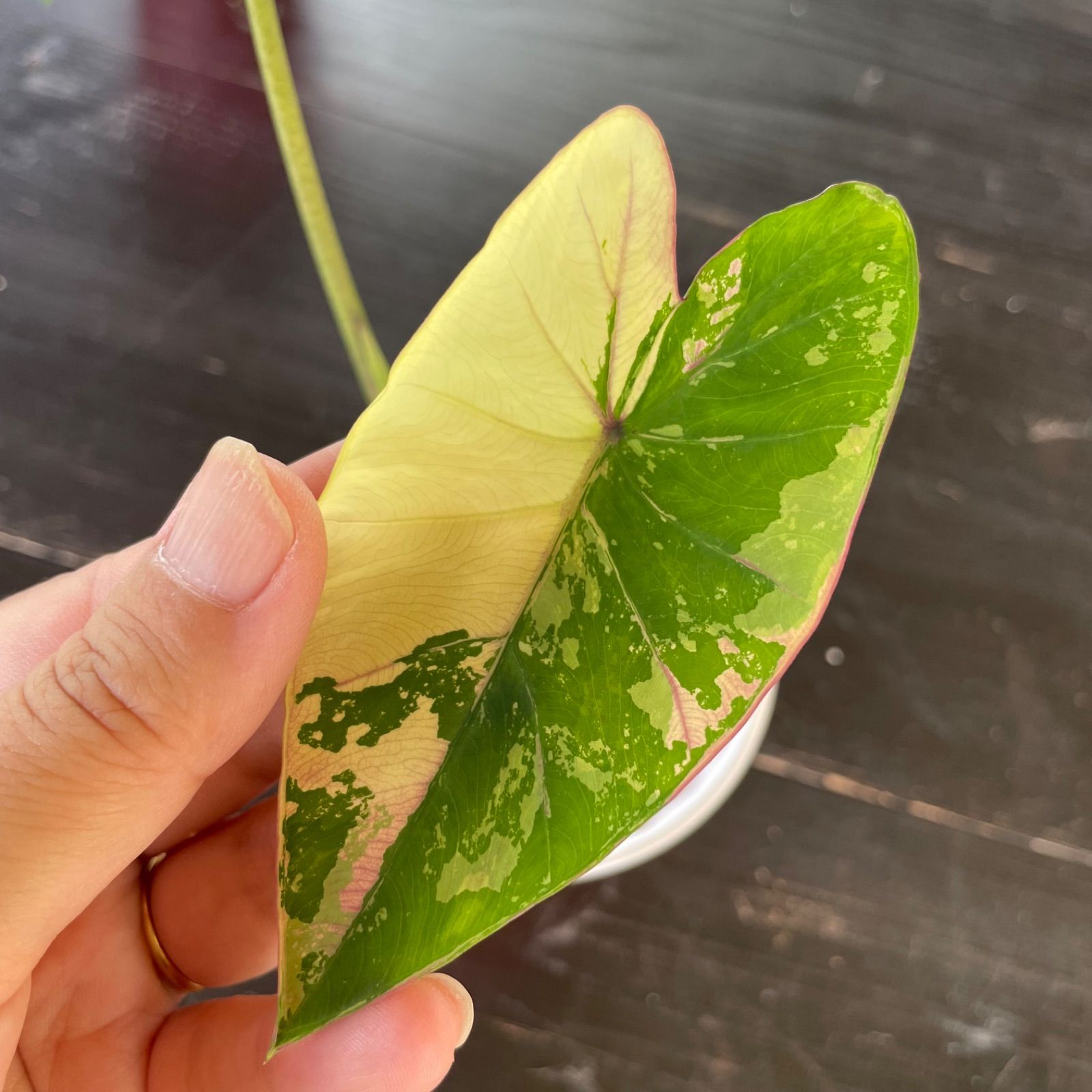 希少 美斑】 コロカシア ファーストピンク colocasia first pink