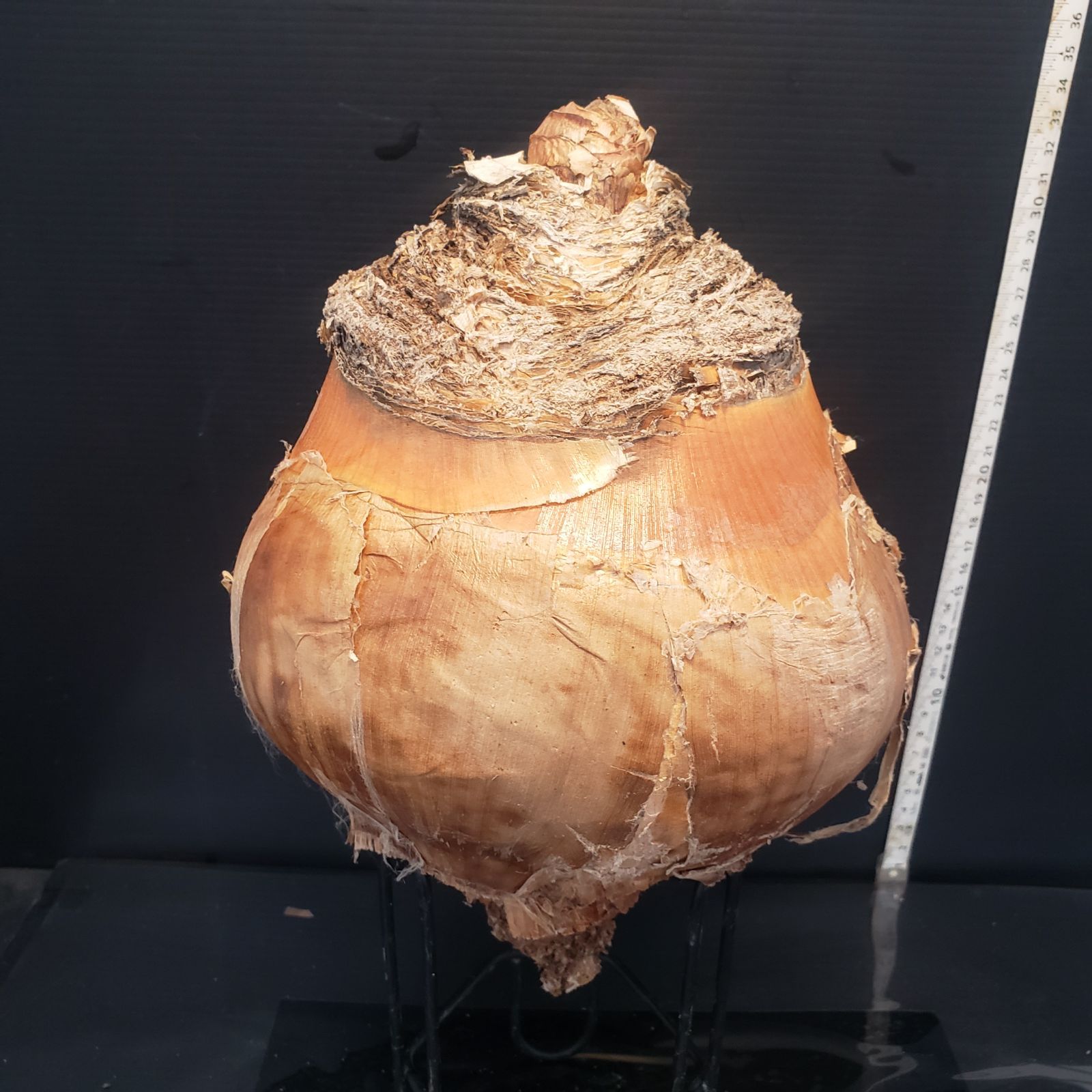 Z221【最新到着】Boophane ハエマンソイデス（現地球・抜き苗