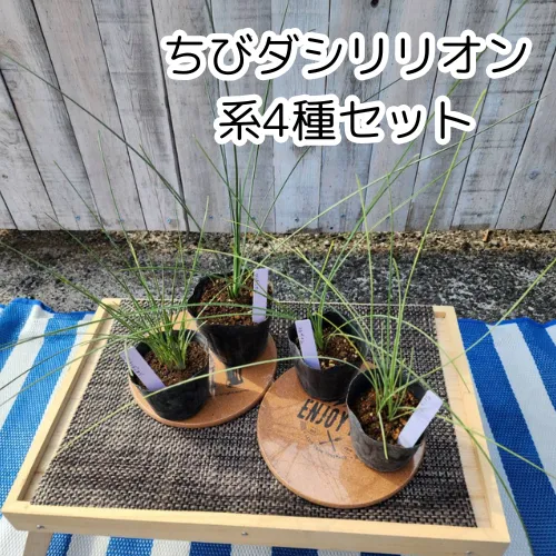 専用出品 ダシリリオンロンギシマム  引き取り限定 ダシリリオン・ロンギシマム ドライガーデン 10号鉢 送料無料