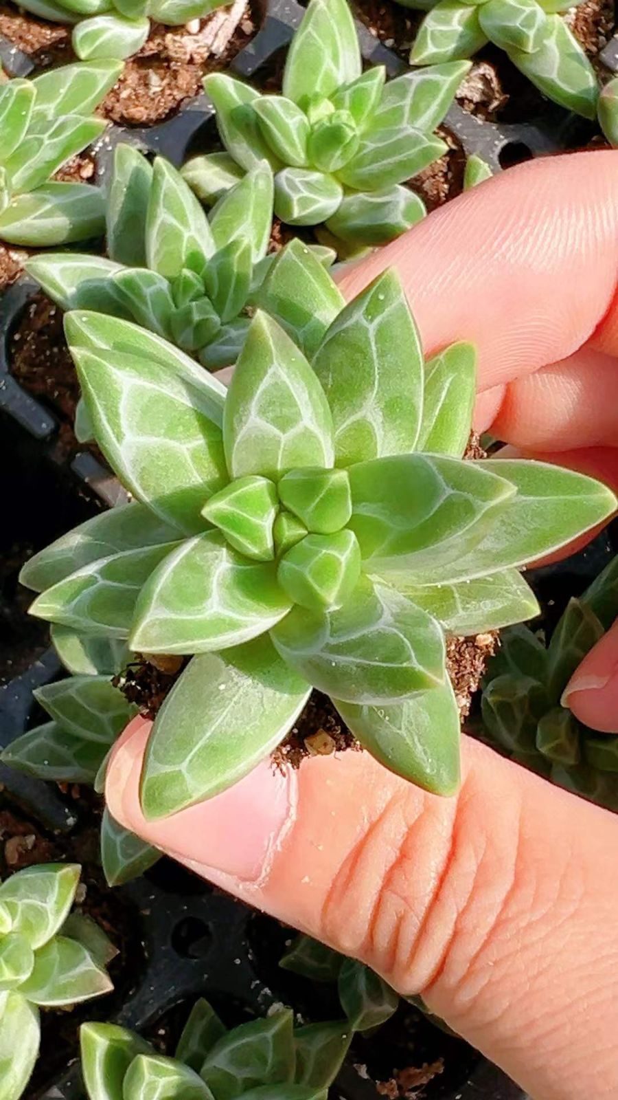 LL1009×105 ゴッホ 土付き 肉厚 多肉植物 アエオニウム エケベリア 韓国苗