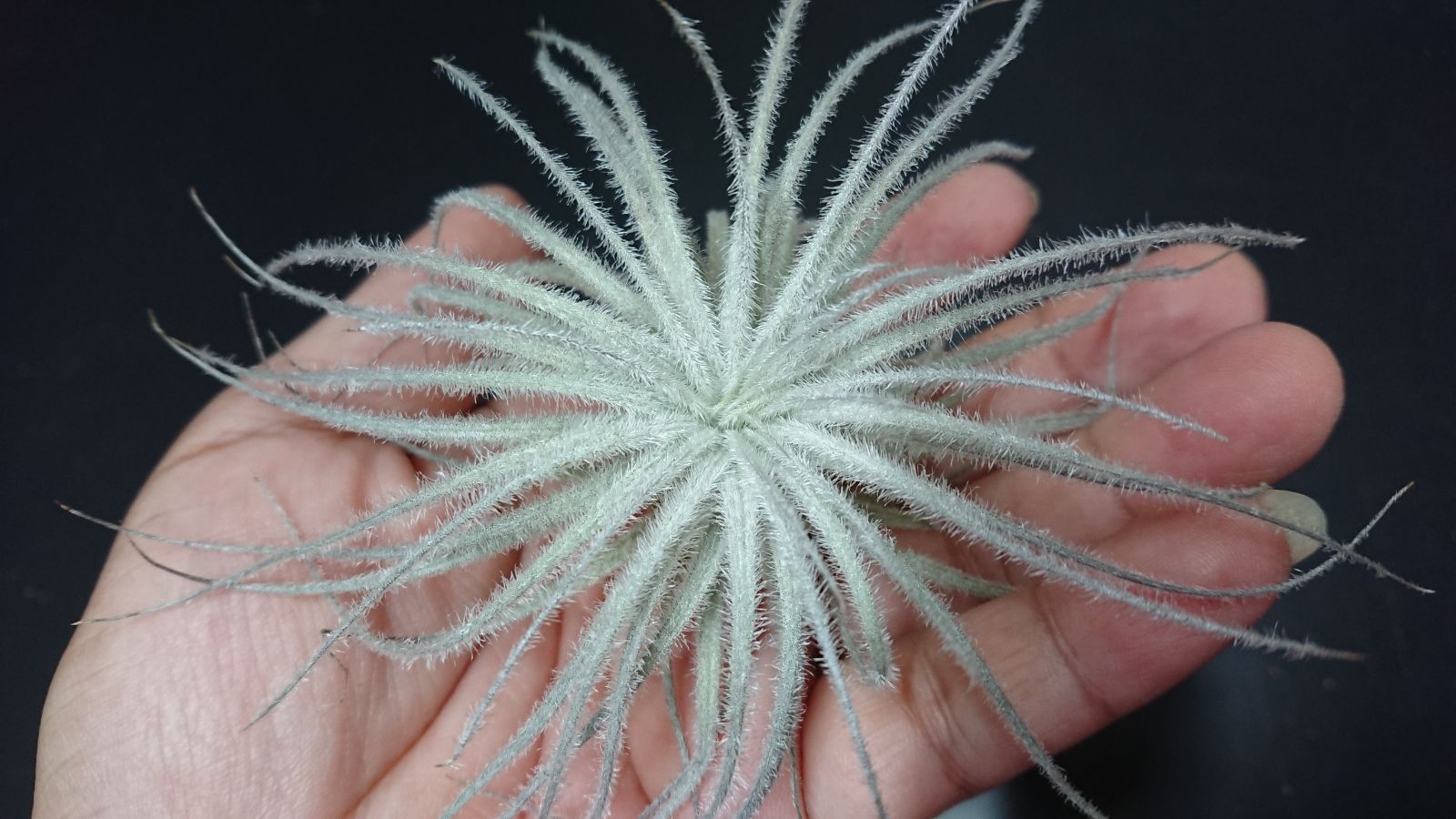 人気の福袋 とっておきし福袋 新品 未使用 エアープランツ チランジア テクトラム スモールサイズ 植物 観葉植物 Www Liberisogni Org Www Liberisogni Org