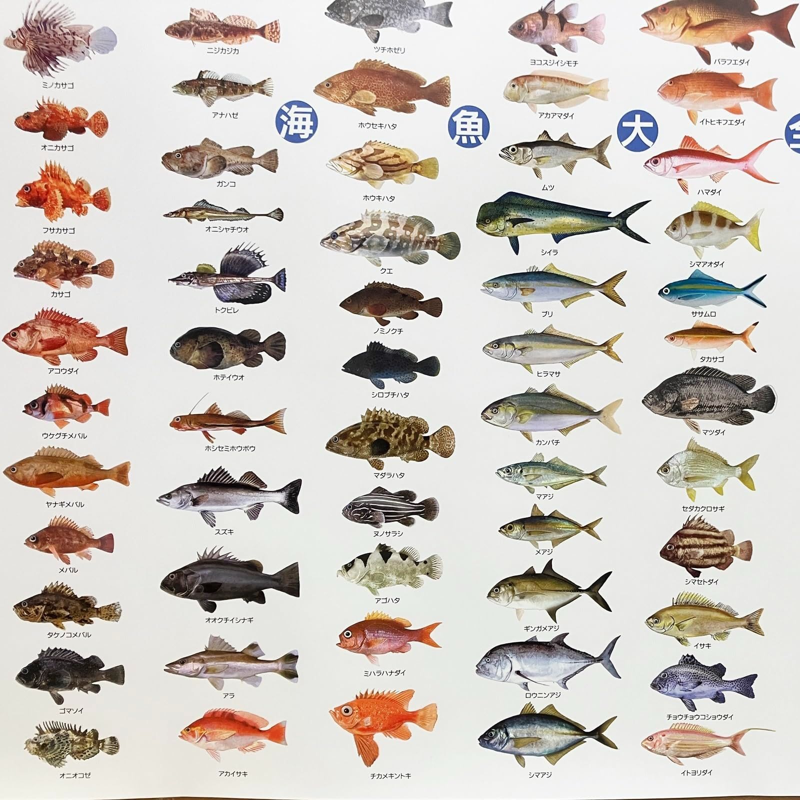魚　ポスター　漁方 81EKV9s0kZL._AC_SY200_QL15_.jpg