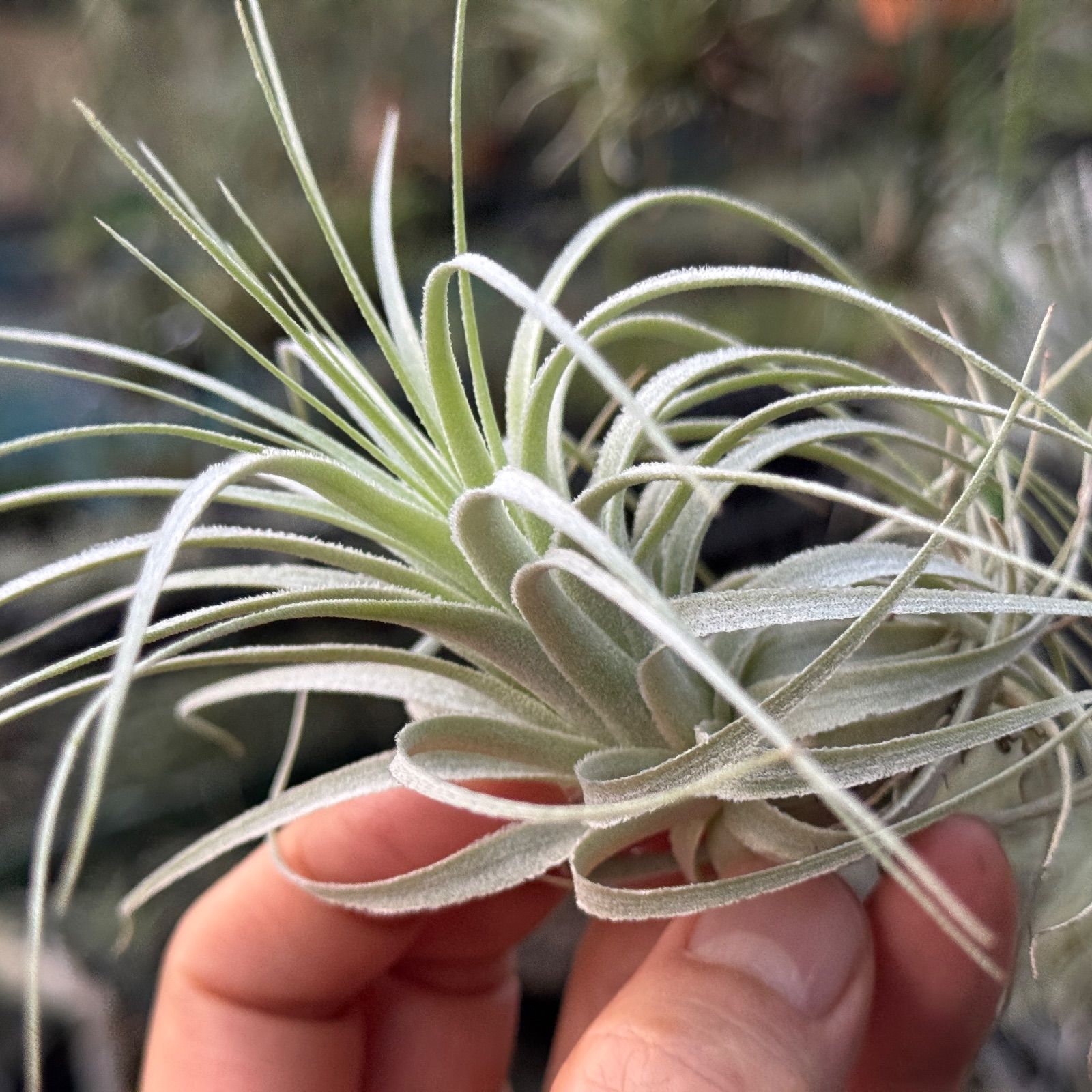 チランジア チャペウエンシス