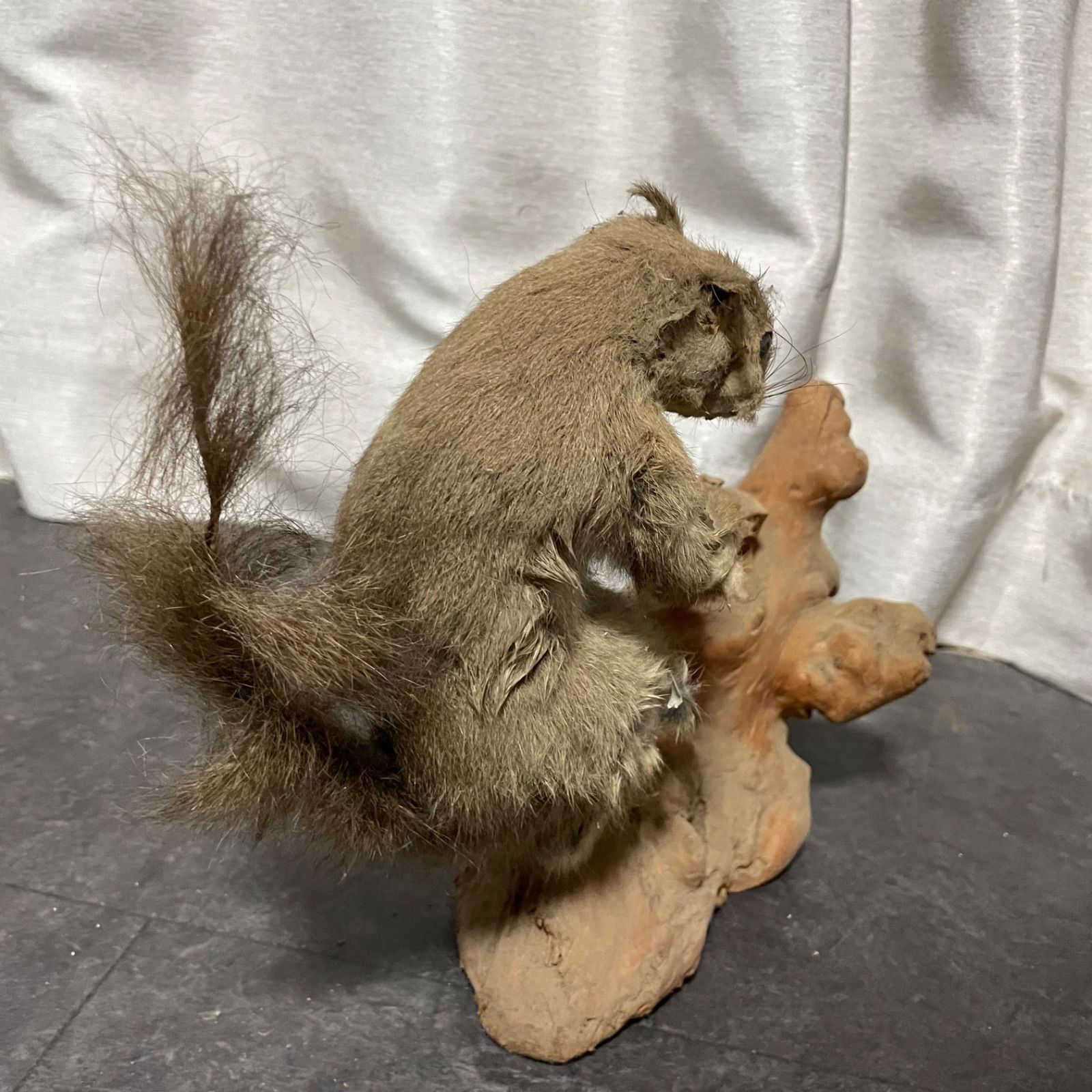 剥製　本物　リス ♭ リス 剥製 オブジェ 現状品 - メルカリ