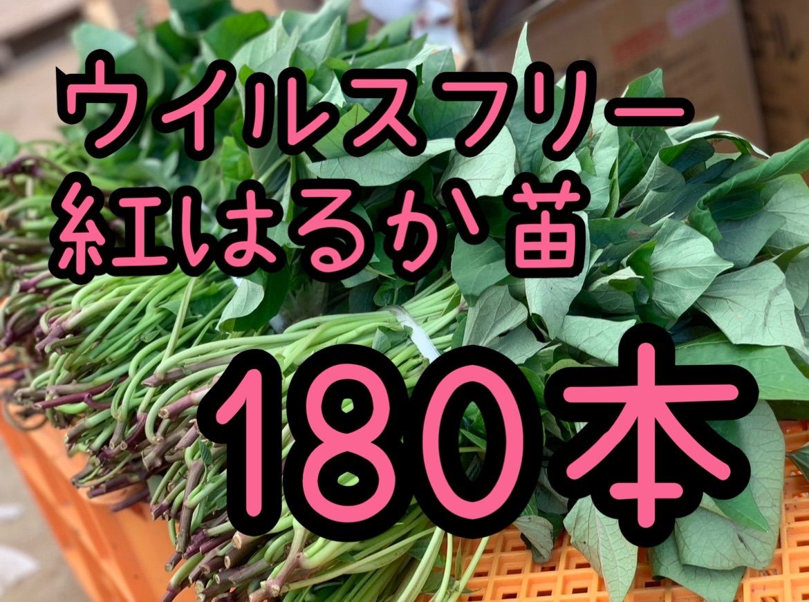 さつまいも苗【紅はるか500本】【ウイルスフリー切り苗】