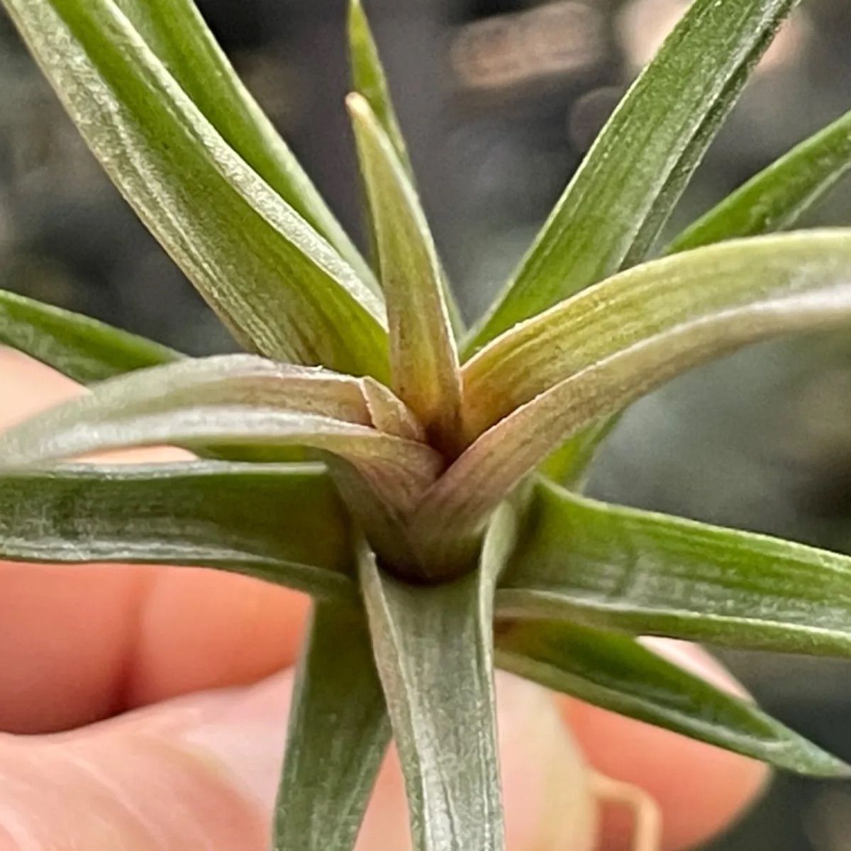 チランジア エリシー Tillandsia erici ＊エアプランツ＠フラワー